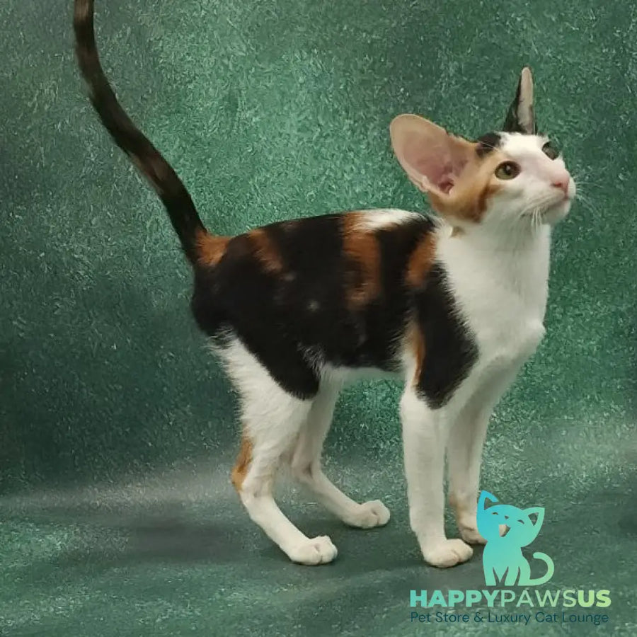 Ulrica Oriental Shorthair female black tortie tabby harlequin - live animals