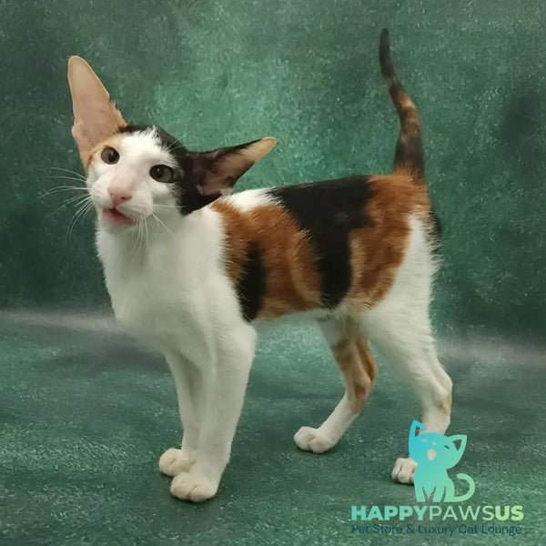 Ulrica Oriental Shorthair female black tortie tabby harlequin - live animals