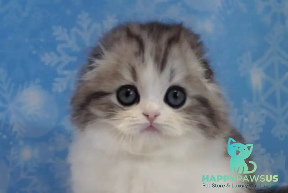 Ulrik Scottish Fold male black silver tabby bicolour live animals