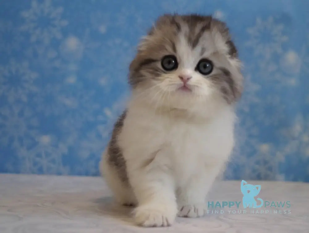 Ulrik Scottish Fold male black silver tabby bicolour live animals