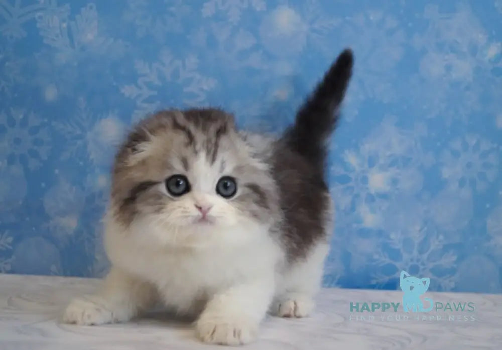 Ulrik Scottish Fold male black silver tabby bicolour live animals