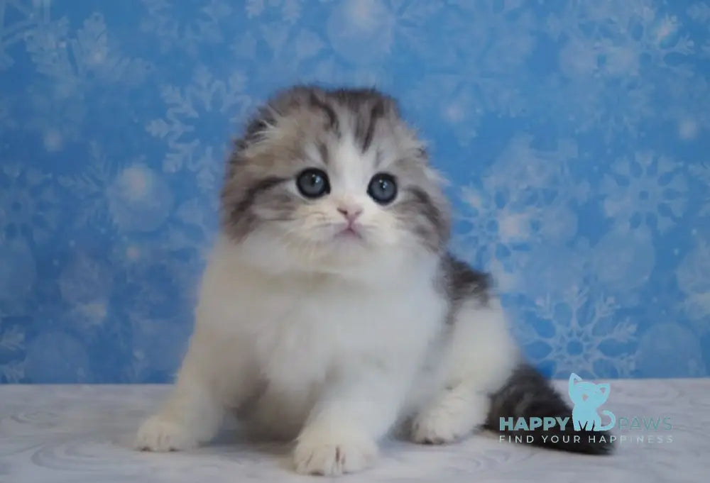 Ulrik Scottish Fold male black silver tabby bicolour live animals