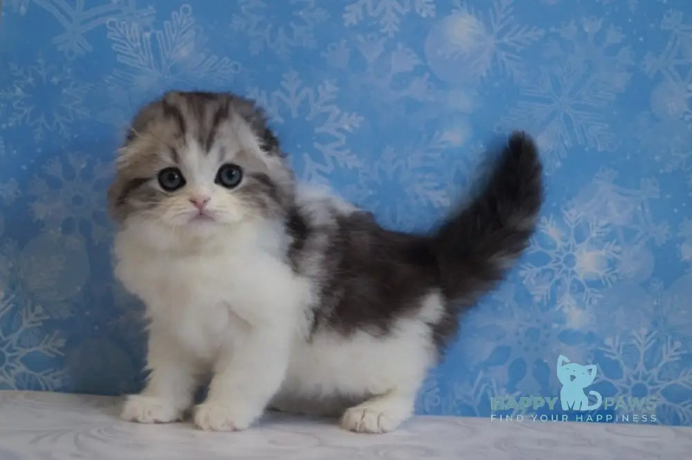 Ulrik Scottish Fold male black silver tabby bicolour live animals