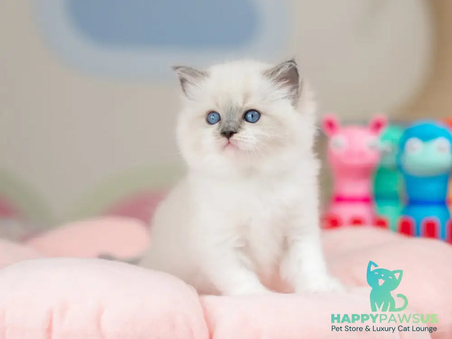 Ultra Ragdoll female blue mitted - live animals
