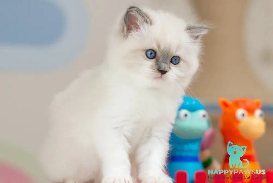 Ultra Ragdoll female blue mitted - live animals