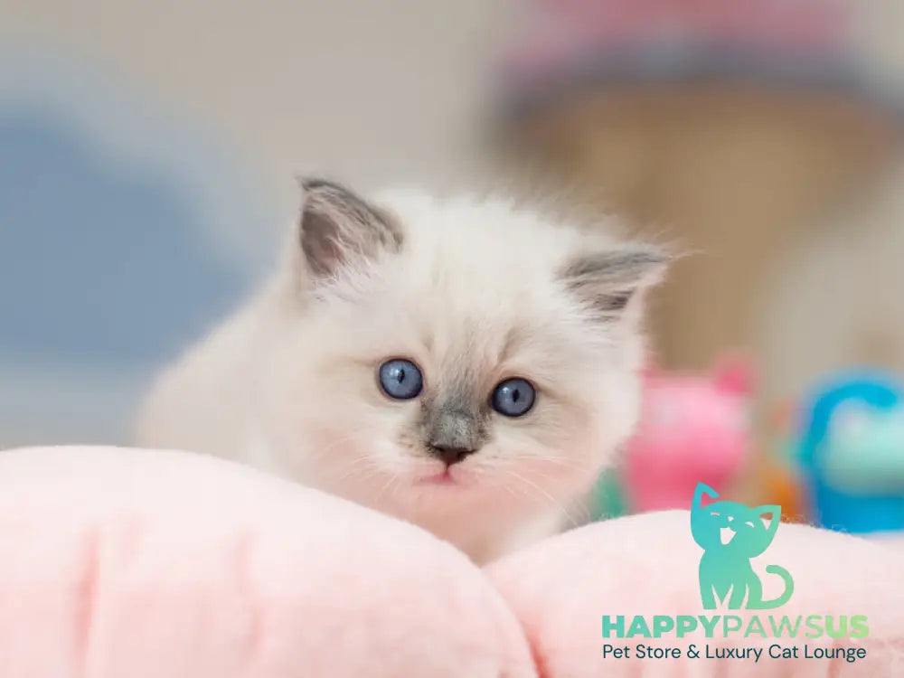 Ultra Ragdoll female blue mitted - live animals
