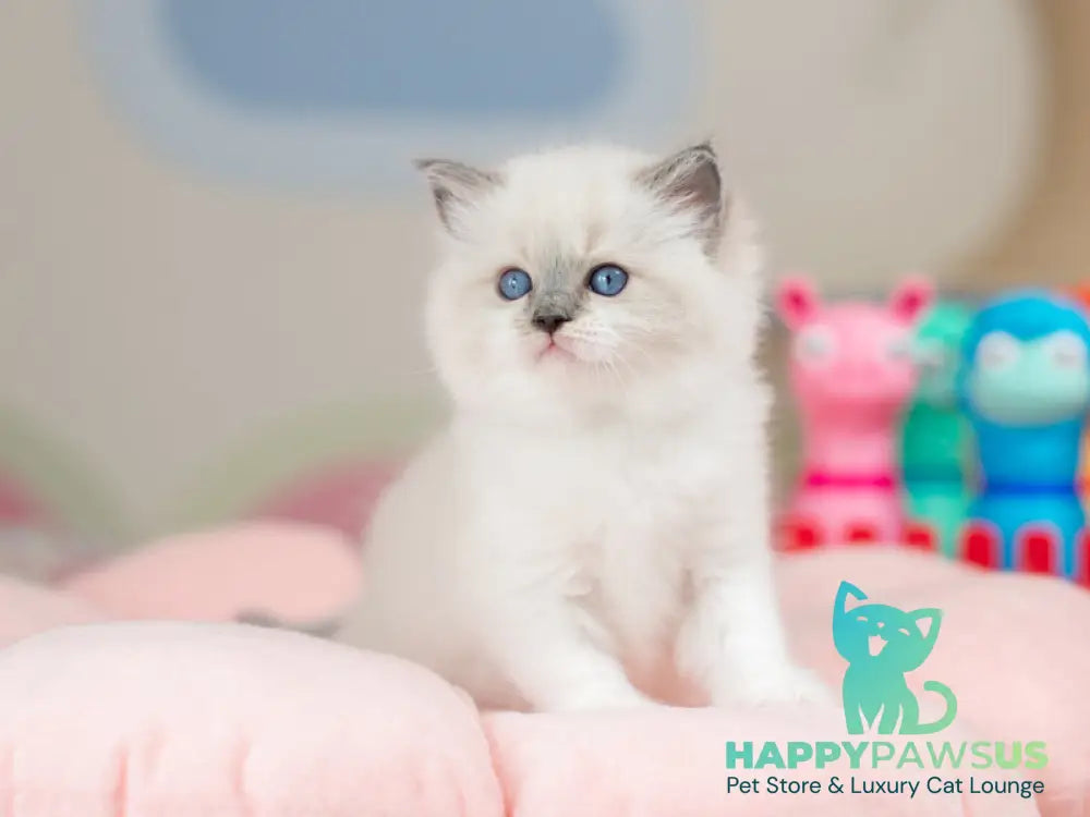 Ultra Ragdoll female blue mitted - live animals