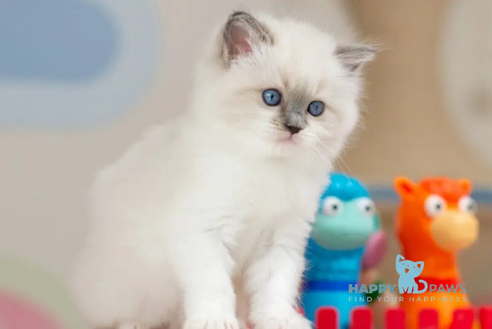 Ultra Ragdoll female blue mitted - live animals