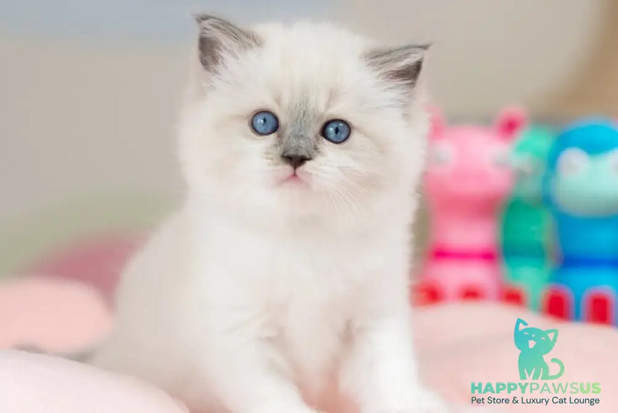 Ultra Ragdoll female blue mitted - live animals