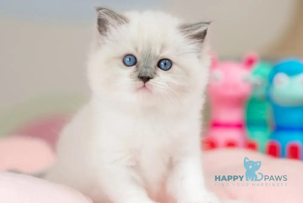 Ultra Ragdoll female blue mitted - live animals