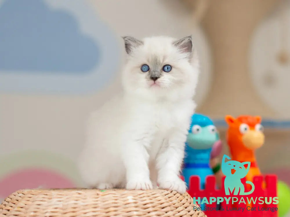 Ultra Ragdoll female blue mitted - live animals