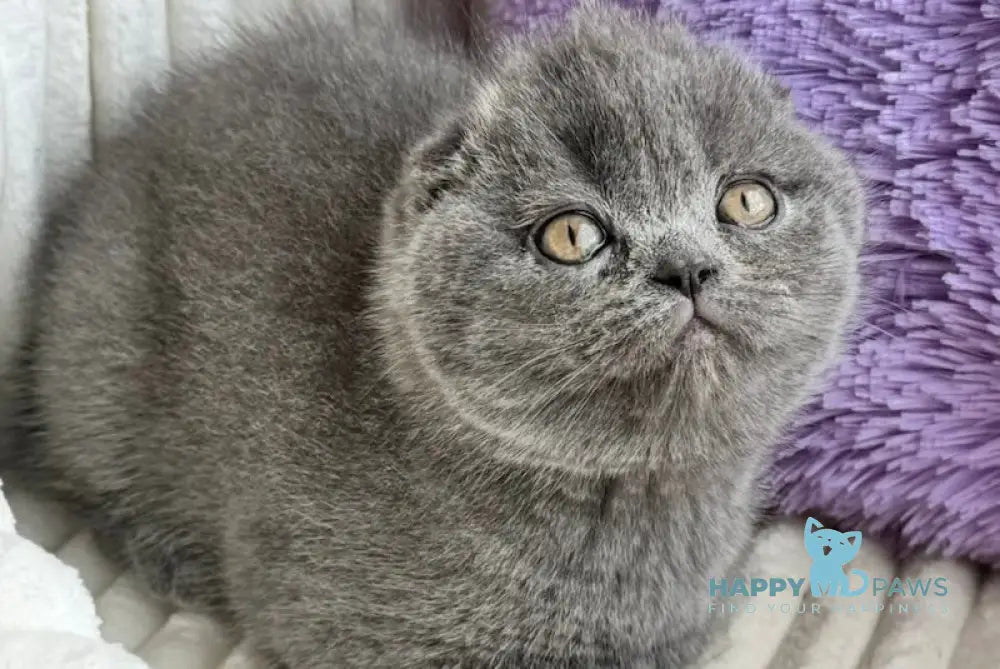 Ultra Scottish Fold female blue live animals