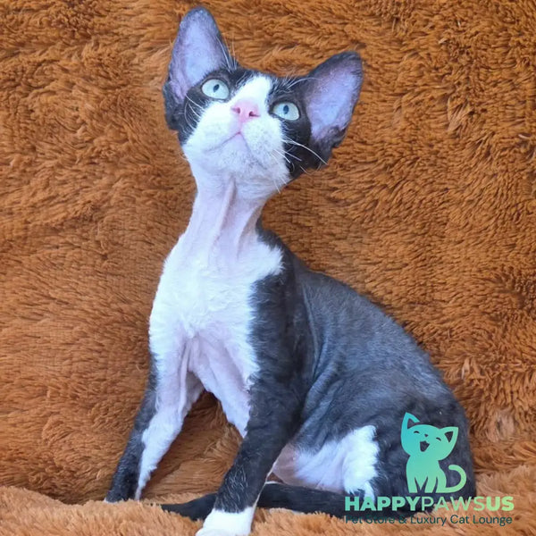 Ulya Devon Rex female black bicolour - live animals