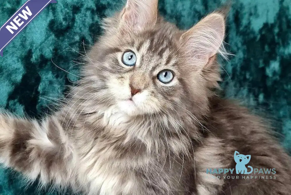 Ulya Maine Coon polydactyl female blue tabby with white live animals