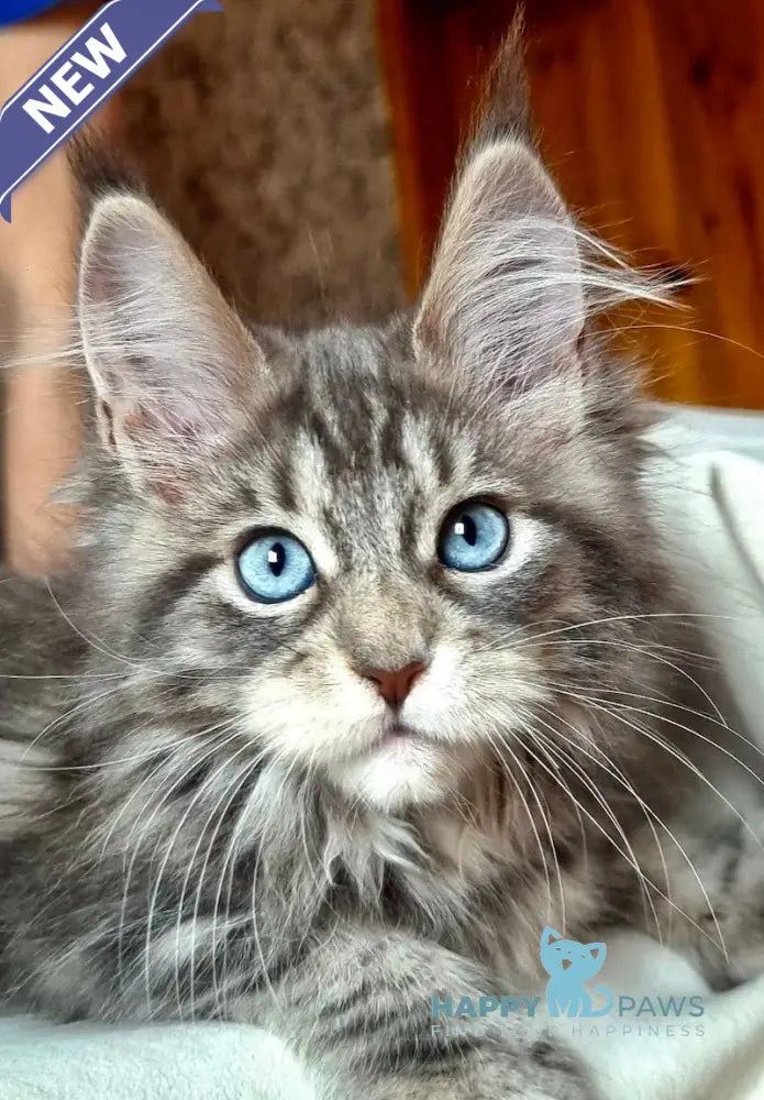 Ulya Maine Coon polydactyl female blue tabby with white live animals