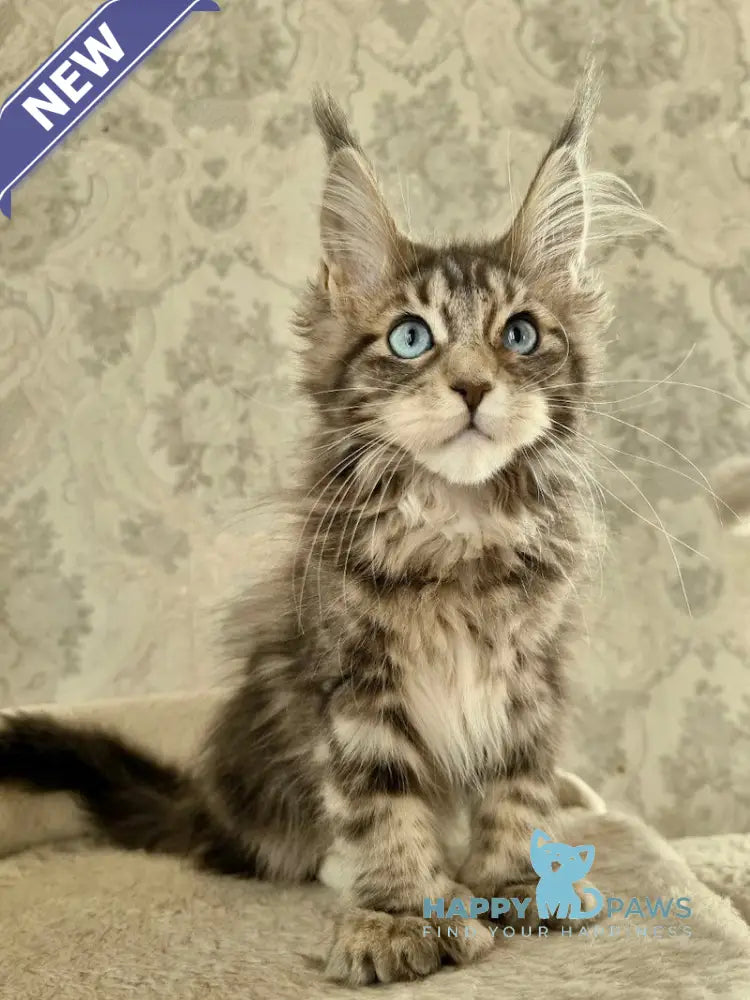 Ulya Maine Coon polydactyl female blue tabby with white live animals