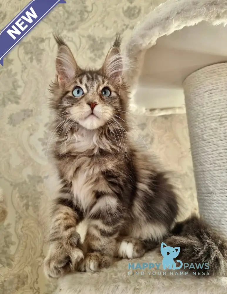 Ulya Maine Coon polydactyl female blue tabby with white live animals
