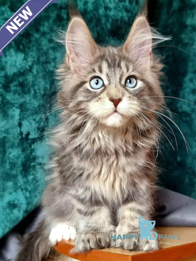 Ulya Maine Coon polydactyl female blue tabby with white live animals