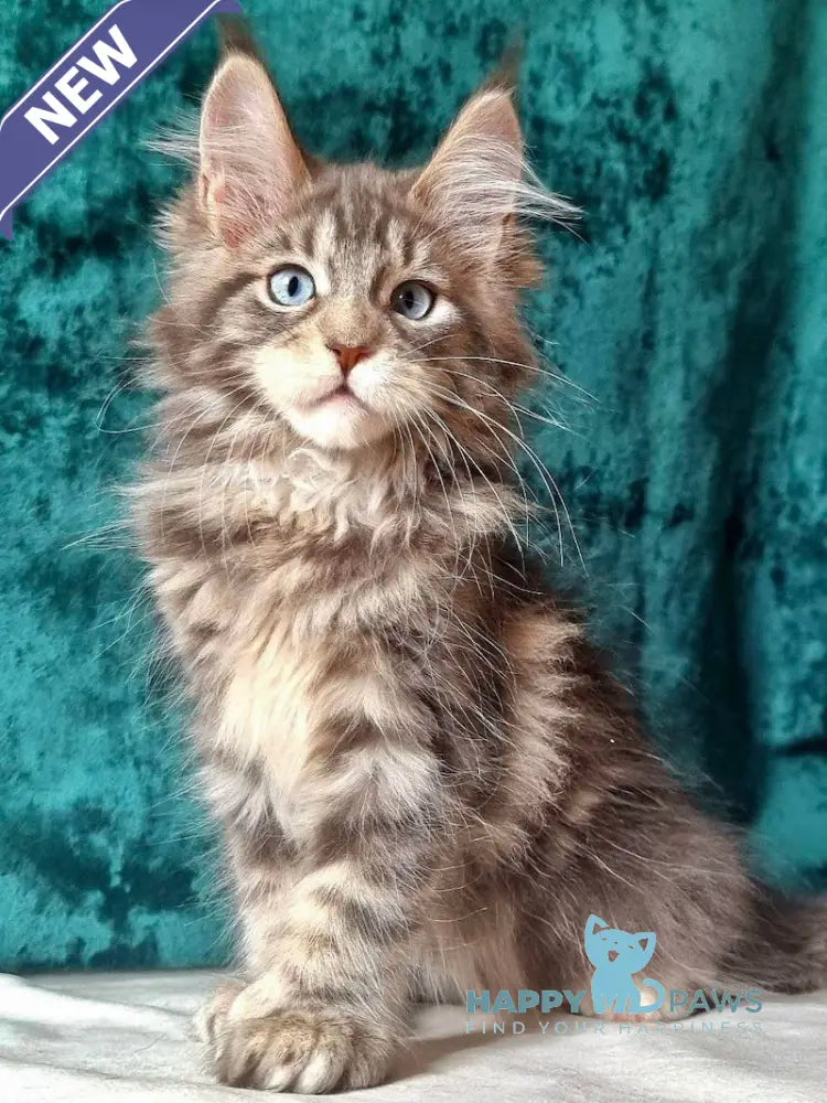 Ulya Maine Coon polydactyl female blue tabby with white live animals