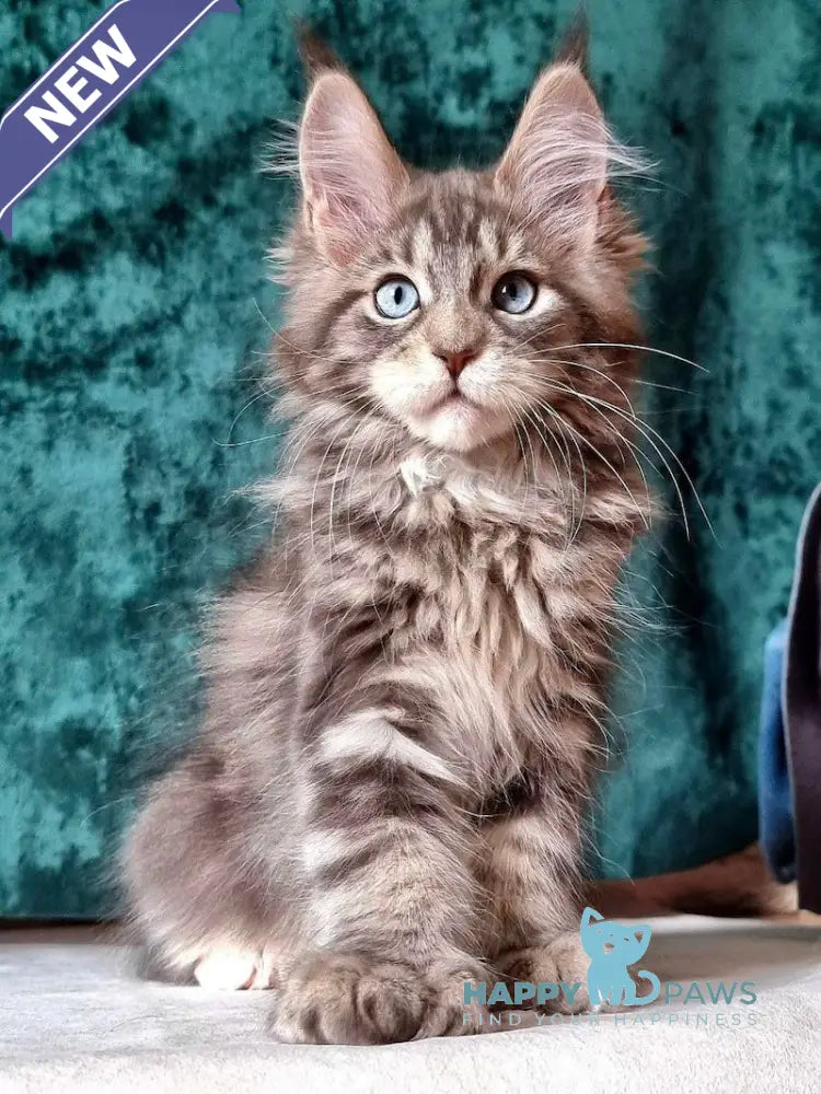 Ulya Maine Coon polydactyl female blue tabby with white live animals