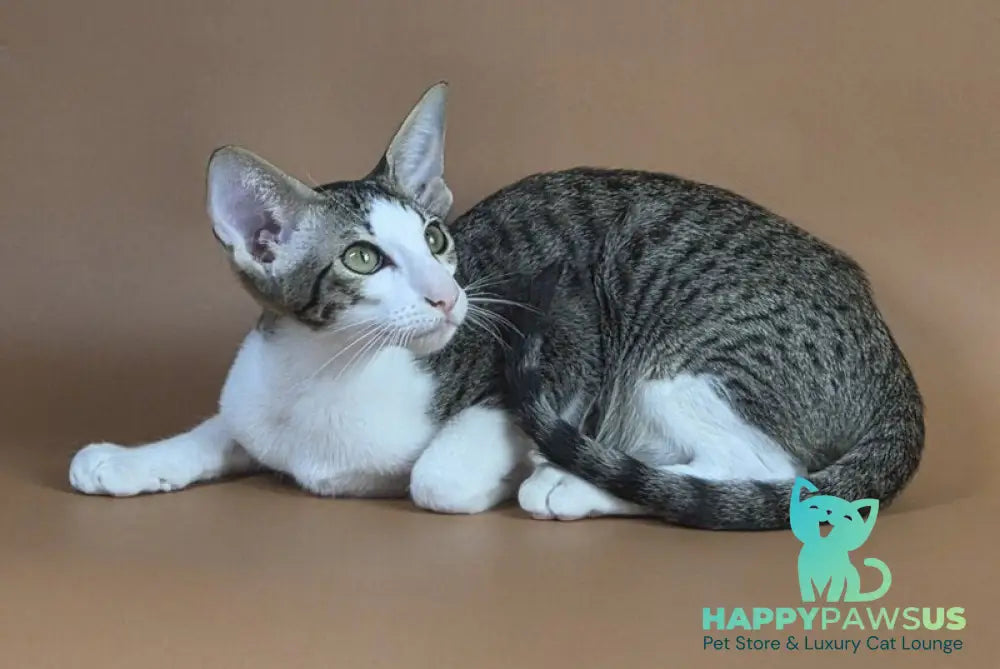Ulya Oriental Shorthair female black bicolour spotted tabby - live animals
