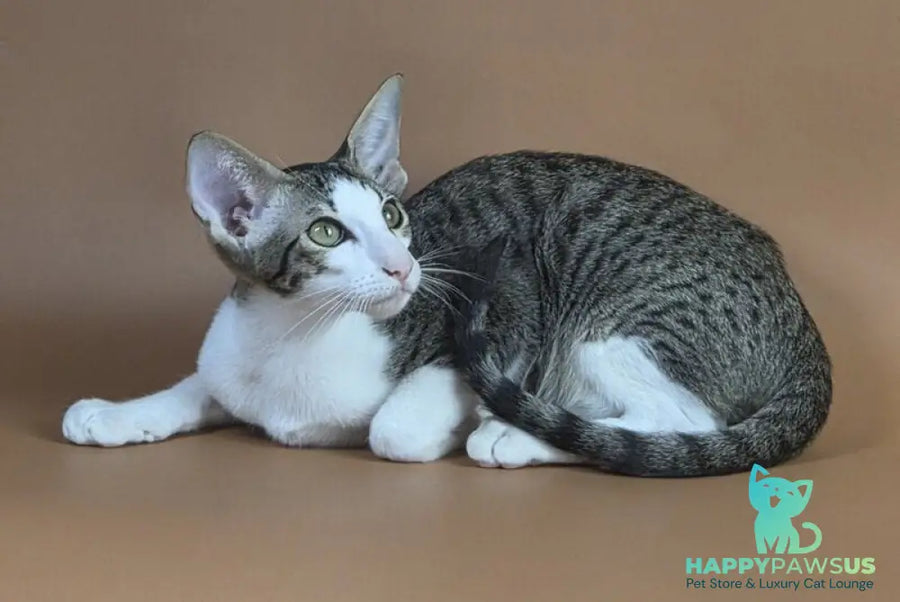 Ulya Oriental Shorthair female black bicolour spotted tabby - live animals