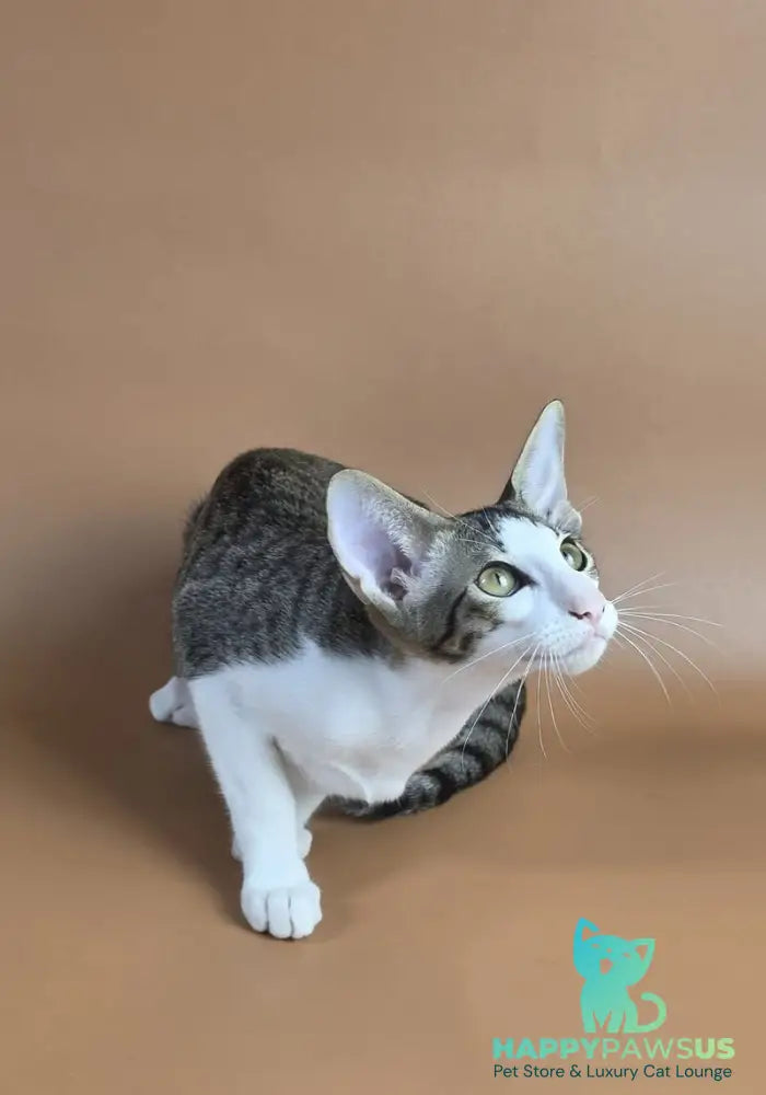 Ulya Oriental Shorthair female black bicolour spotted tabby - live animals