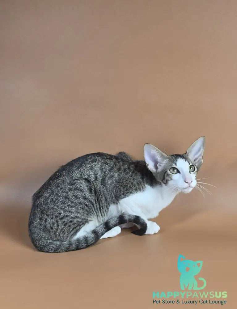 Ulya Oriental Shorthair female black bicolour spotted tabby - live animals
