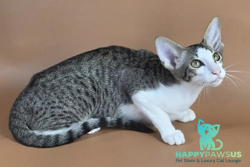 Ulya Oriental Shorthair female black bicolour spotted tabby - live animals