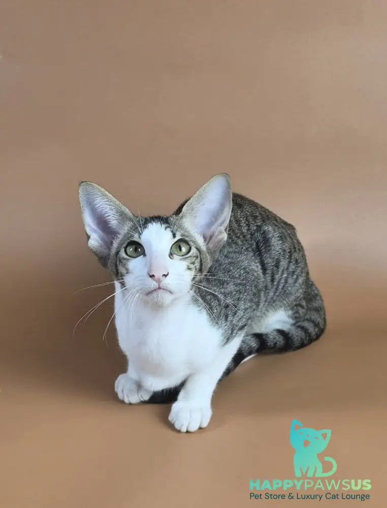 Ulya Oriental Shorthair female black bicolour spotted tabby - live animals