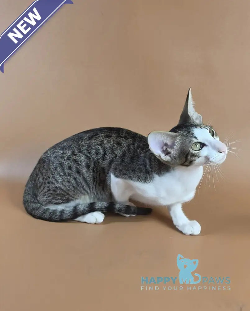 Ulya Oriental Shorthair female black bicolour spotted tabby - live animals
