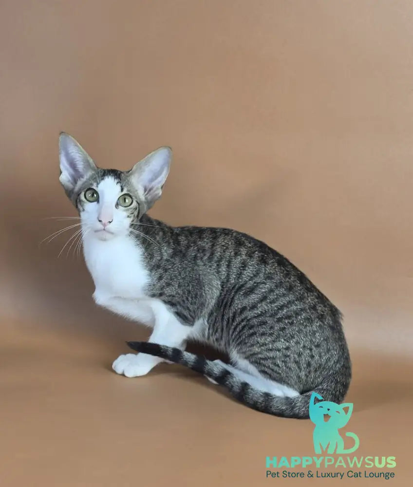 Ulya Oriental Shorthair female black bicolour spotted tabby - live animals