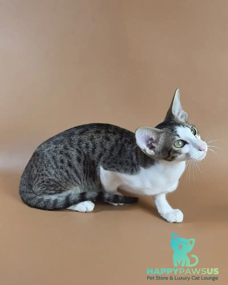 Ulya Oriental Shorthair female black bicolour spotted tabby - live animals