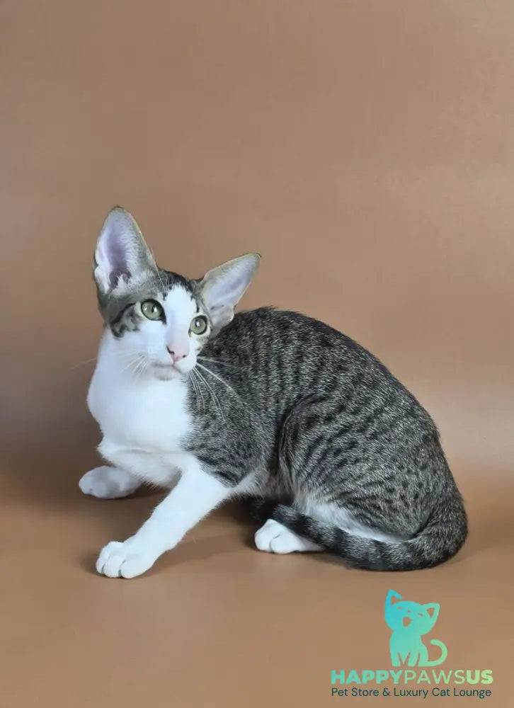 Ulya Oriental Shorthair female black bicolour spotted tabby - live animals