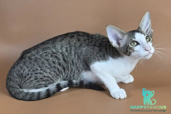 Ulya Oriental Shorthair female black bicolour spotted tabby - live animals