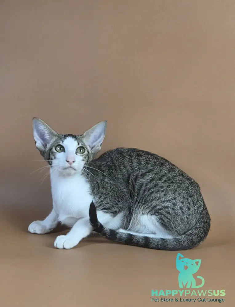Ulya Oriental Shorthair female black bicolour spotted tabby - live animals