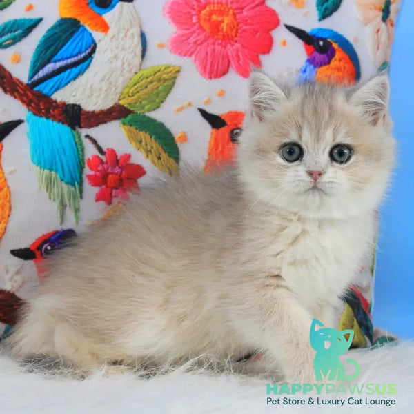 Ulyana British Shorthair female blue golden shaded - live animals