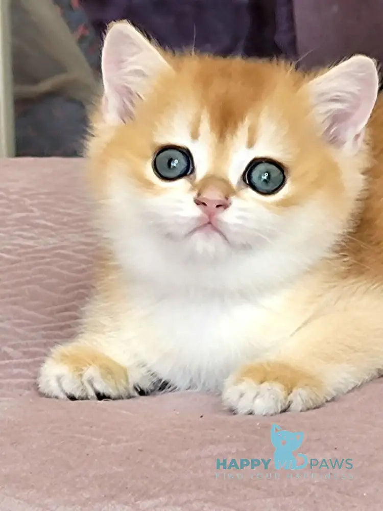 Ulyana British Shorthair female chocolate golden chinchilla live animals