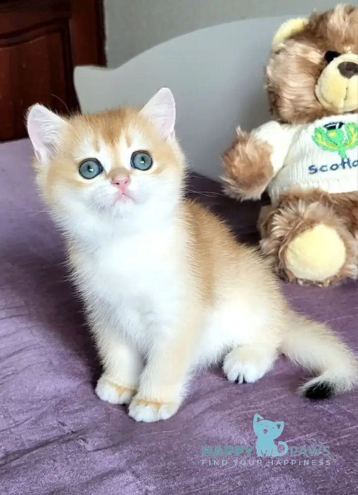 Ulyana British Shorthair female chocolate golden chinchilla live animals