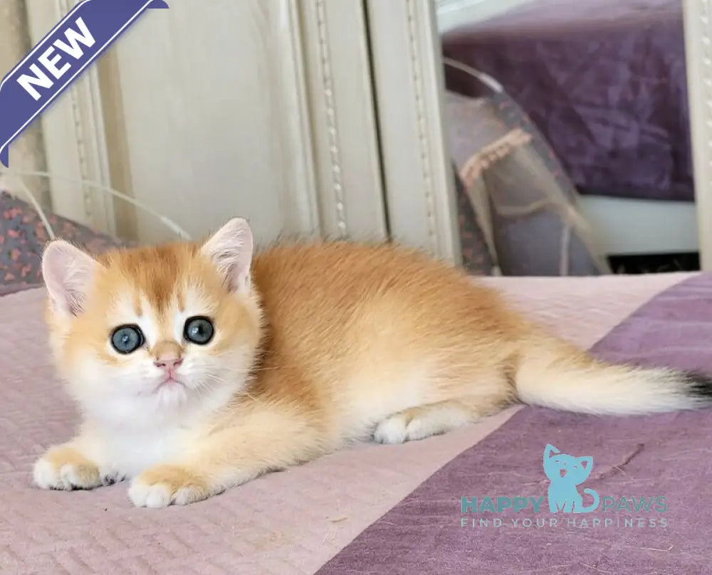 Ulyana British Shorthair female chocolate golden chinchilla live animals