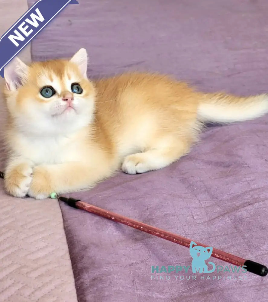 Ulyana British Shorthair female chocolate golden chinchilla live animals