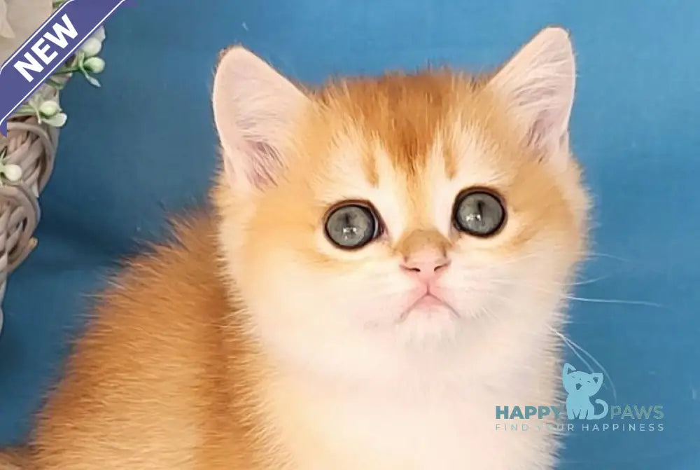 Ulyana British Shorthair female chocolate golden chinchilla live animals