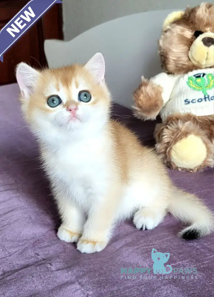 Ulyana British Shorthair female chocolate golden chinchilla live animals