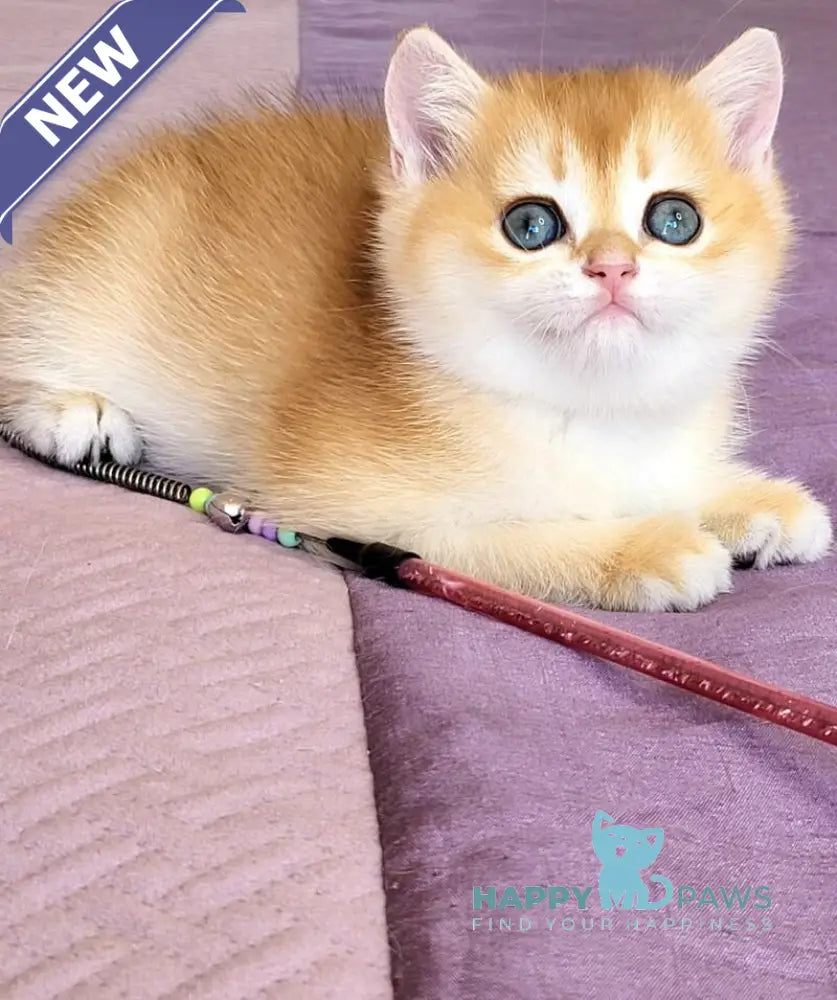 Ulyana British Shorthair female chocolate golden chinchilla live animals