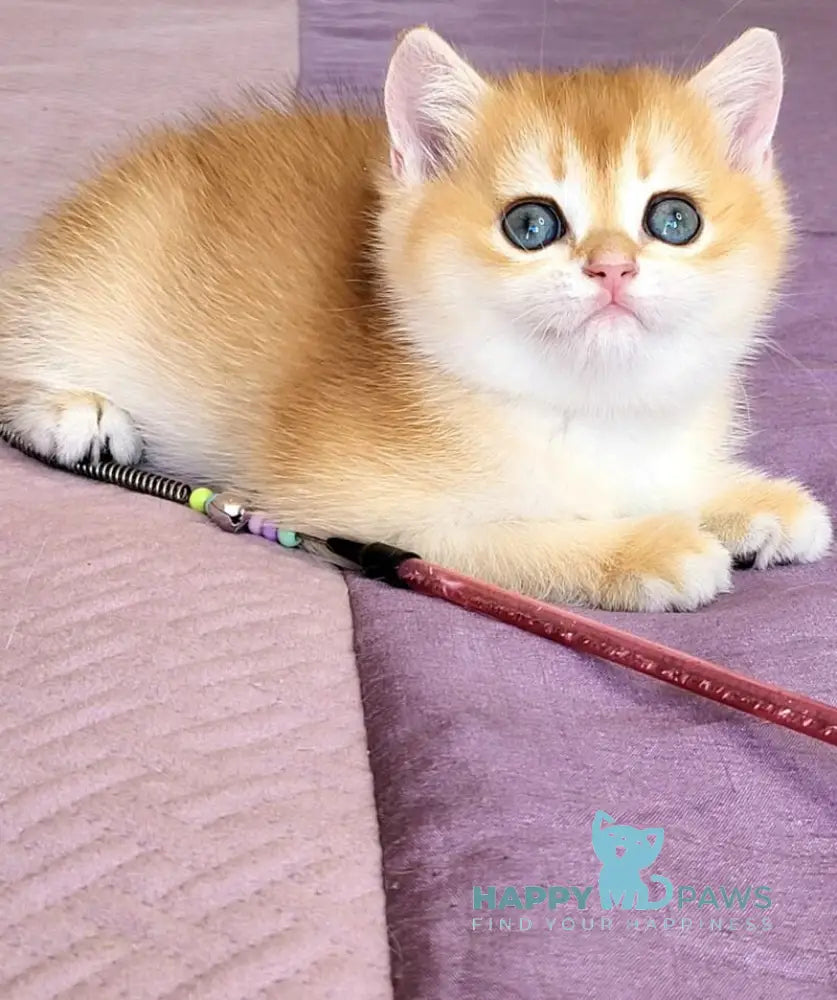Ulyana British Shorthair female chocolate golden chinchilla live animals