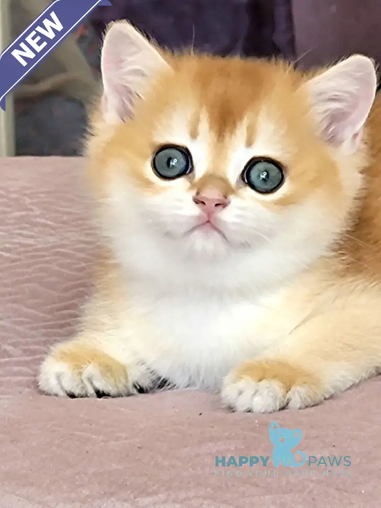 Ulyana British Shorthair female chocolate golden chinchilla live animals