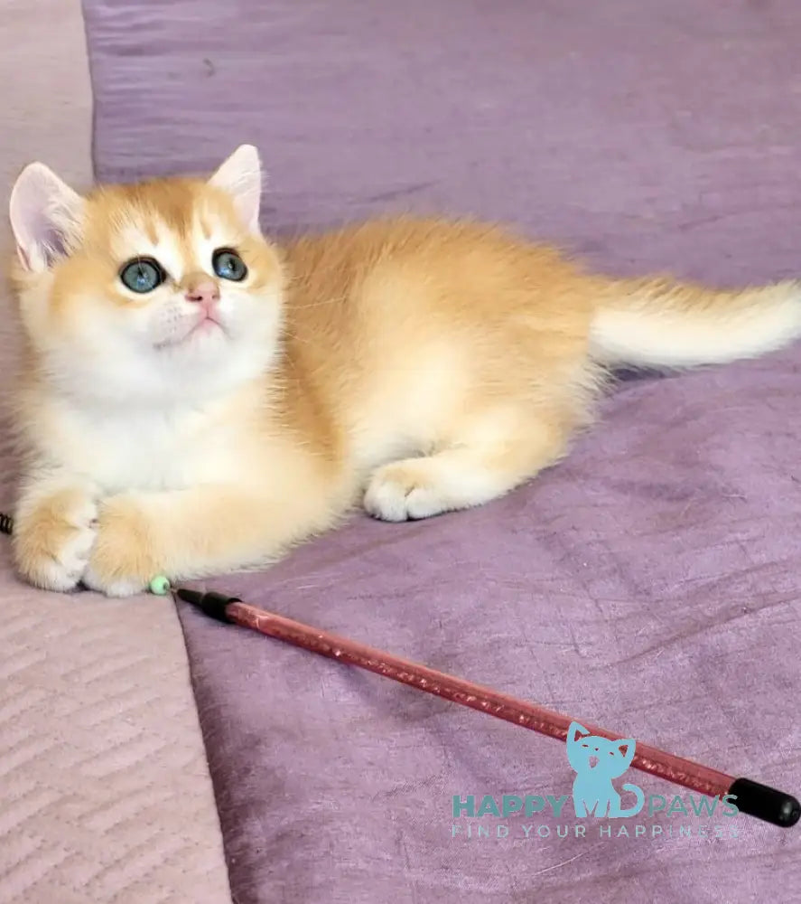 Ulyana British Shorthair female chocolate golden chinchilla live animals