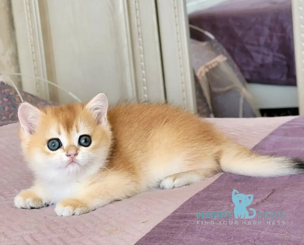 Ulyana British Shorthair female chocolate golden chinchilla live animals