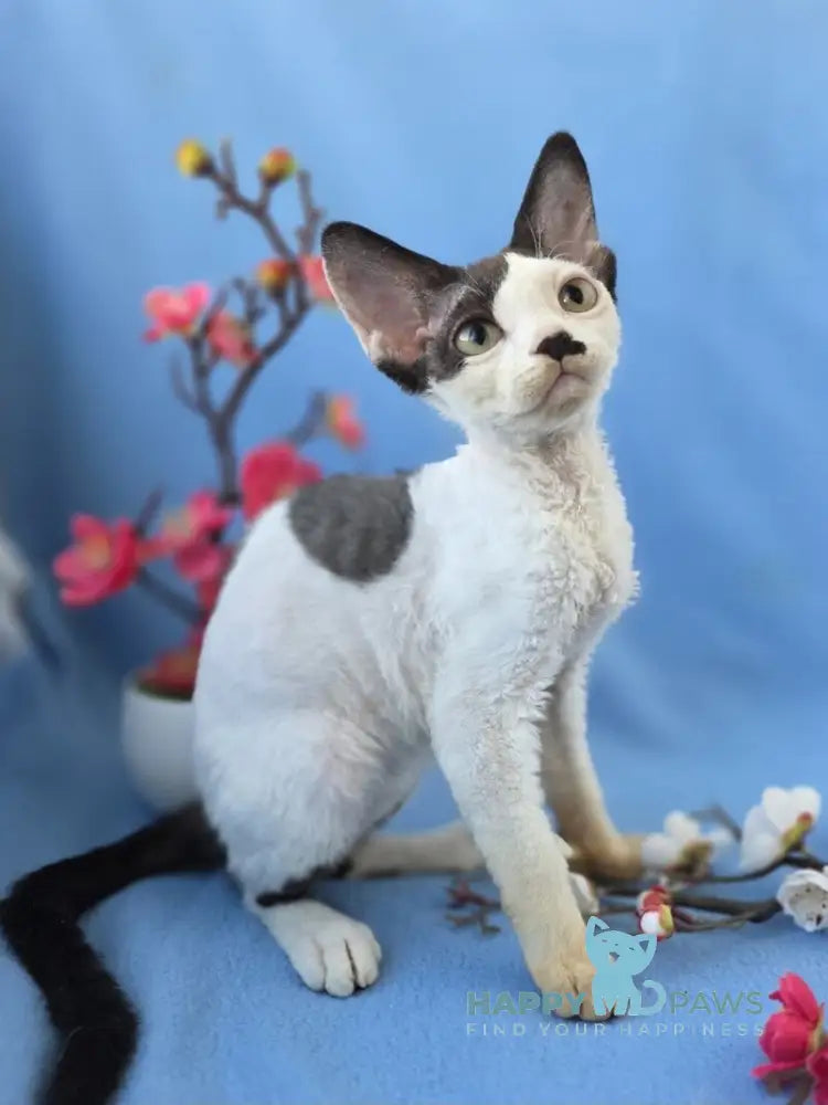 Ulyana Devon Rex female black harlequin live animals