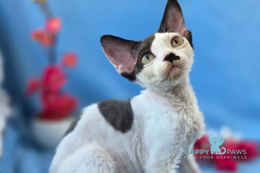 Ulyana Devon Rex female black harlequin live animals